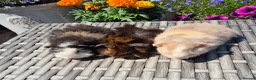 Guinea Pig rodents for sale: Beautiful Baby Guinea Pigs Funky Teddy Alpaca X - Advert 1
