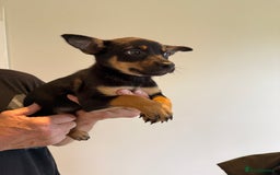 Australian Kelpie dogs for sale: Australian Kelpie puppies  - Image 16
