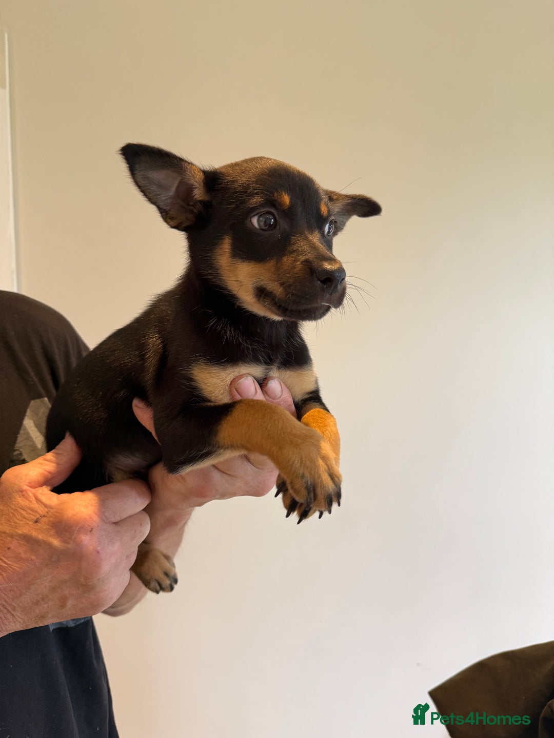 Australian Kelpie dogs for sale: Australian Kelpie puppies  - Image 16