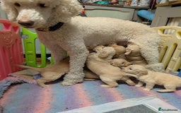 Goldendoodle dogs for sale: Beautiful golden puppies - Image 8