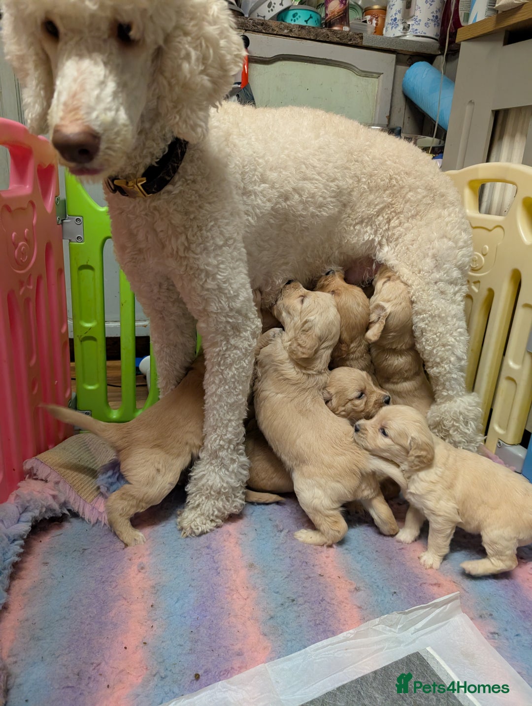Goldendoodle dogs for sale: Beautiful golden puppies - Image 8