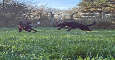 Mixed Breed dogs - Advert 2