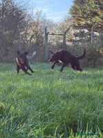 Mixed Breed dogs Meet Basil !! - Advert 6