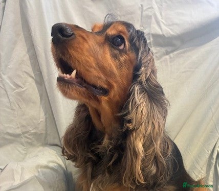 Cocker Spaniel dogs *** STUNNING SABLE SHOWTYPE COCKER SPANIEL PUPPIES - Advert 2