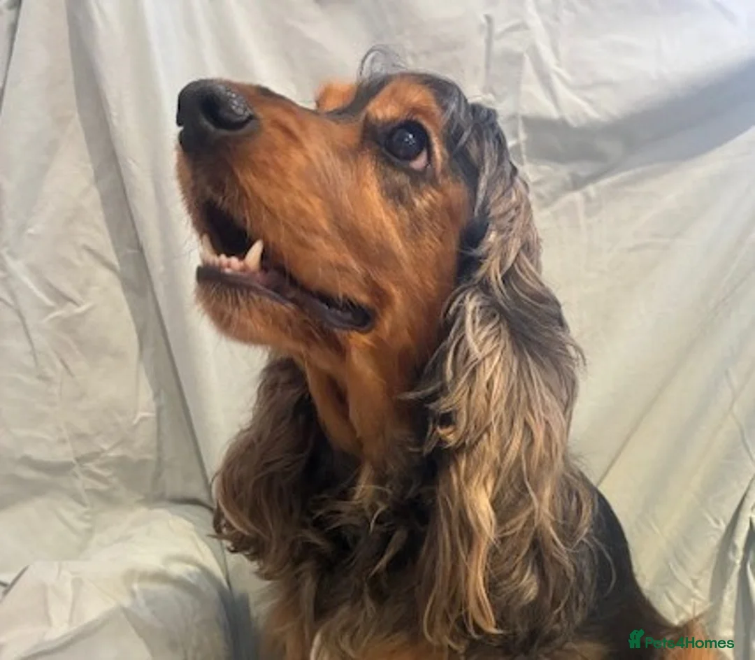 Cocker Spaniel dogs for sale: *** STUNNING SABLE SHOWTYPE COCKER SPANIEL PUPPIES in Canvey Island - Advert 2