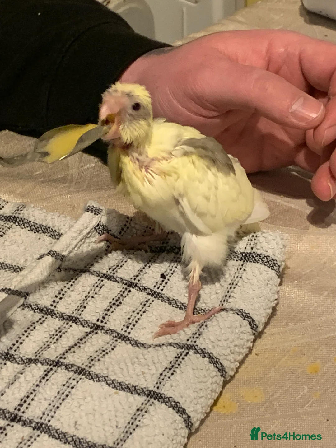 Parakeets birds for sale: Tame Baby hand reared Kakarikis  - Advert 3