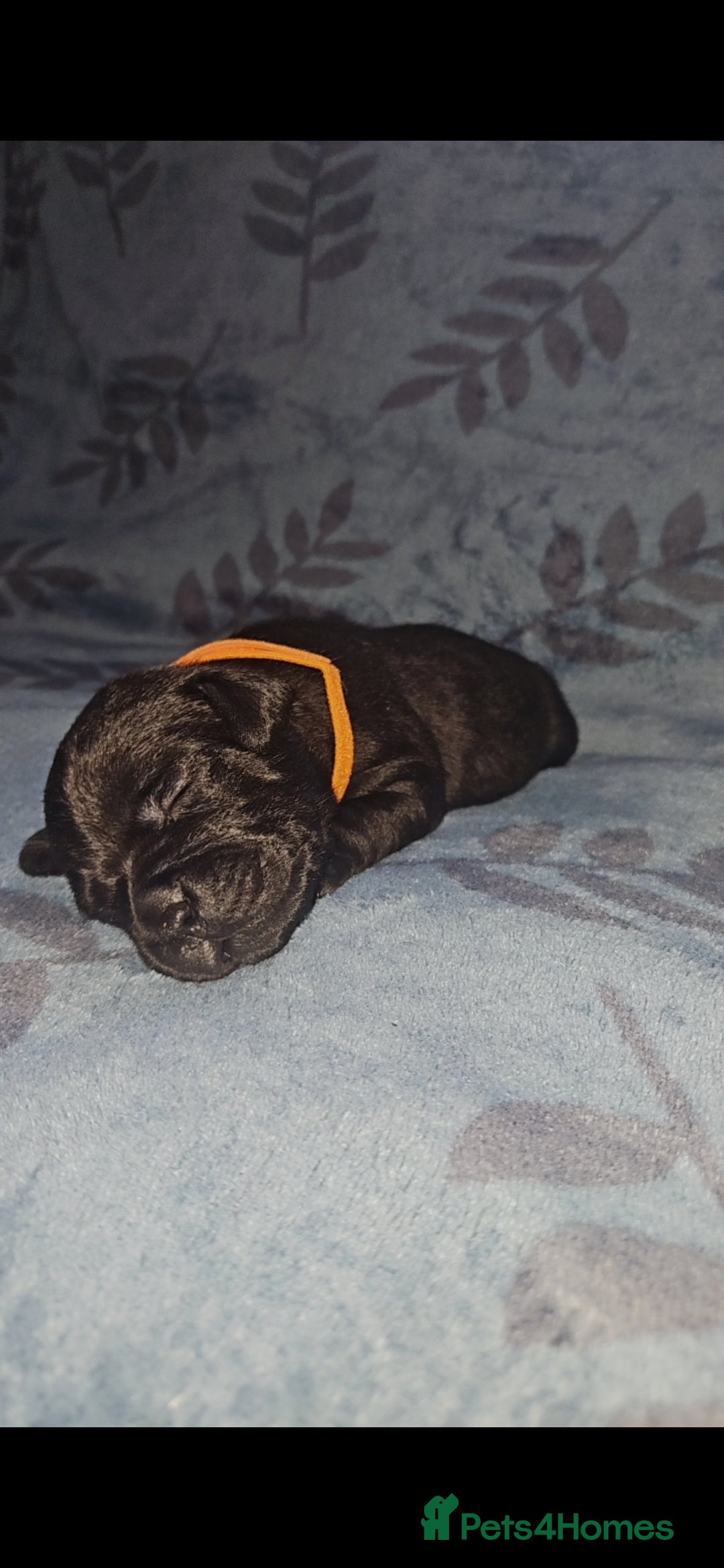 Staffordshire Bull Terrier dogs for sale: KC KING FURY X KASSIUS DAUGHTER PUPS  - Advert 20