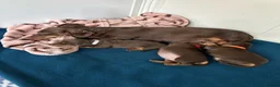Miniature Dachshund dogs for sale: KC Registered Quality Mini Dachshunds - PRA Clear - Advert 17