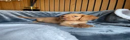 Cocker Spaniel dogs for sale: KC reg Working cockers - Outstanding pedigree - Advert 31
