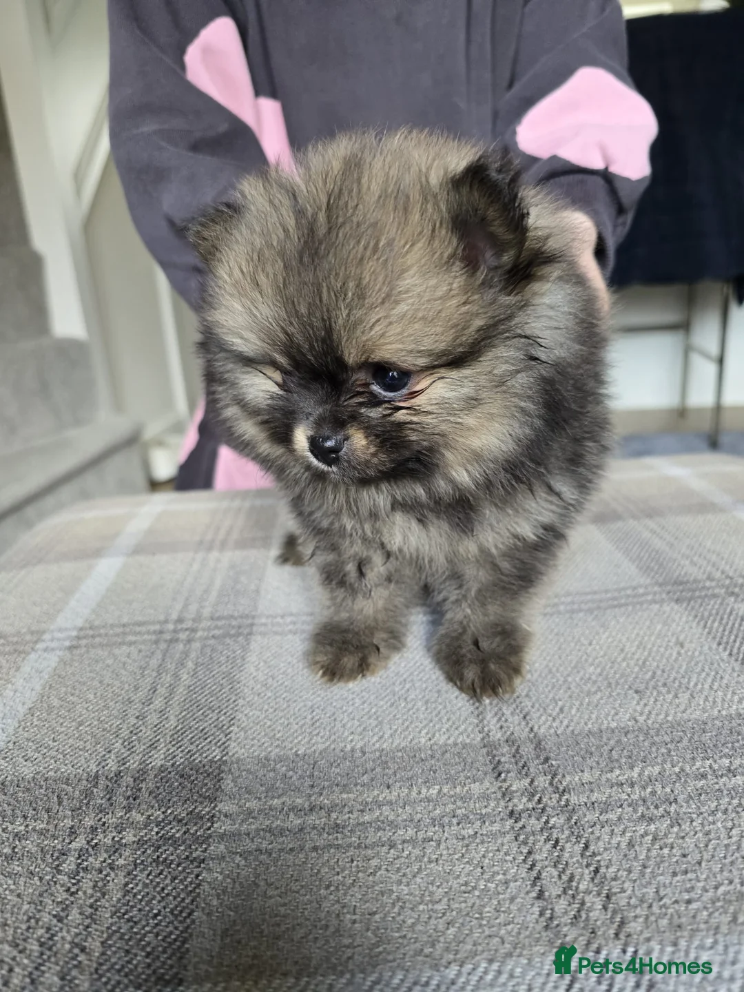 Pomeranian dogs for sale: Show quality Pomeranians girls kc registered - Advert 2
