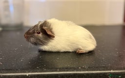 Guinea Pig rodents for sale: Boys and girls  - Image 3