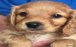 Cockapoo dogs for sale: Adorable Cockapoo Puppies - Image 9