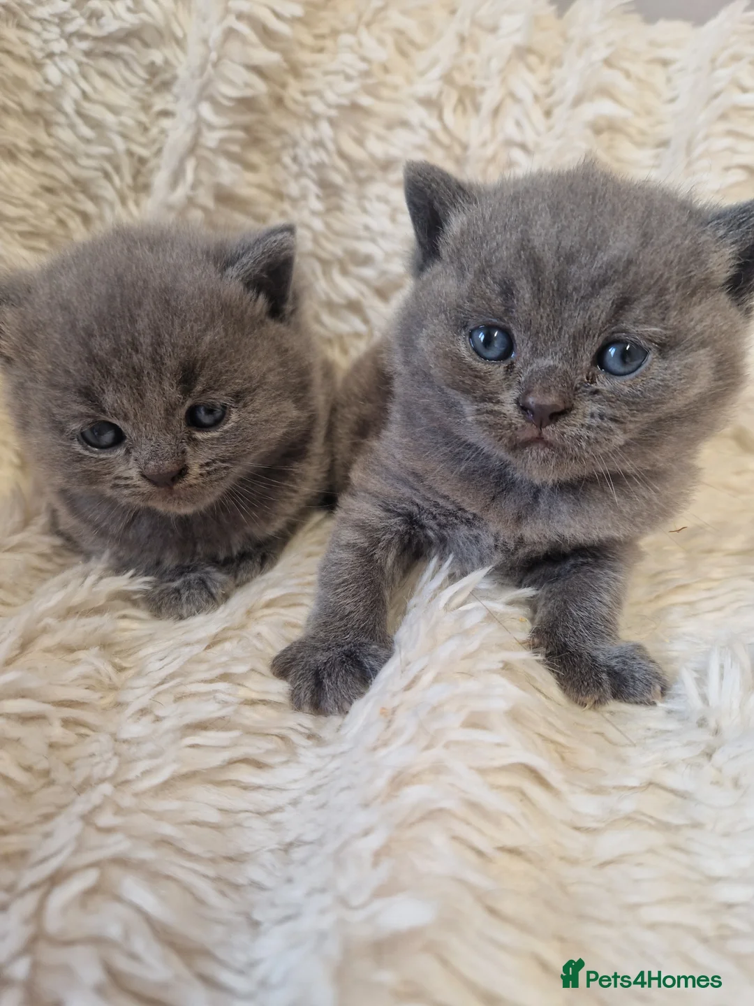 British Shorthair cats for sale: Beautiful British shorthair girl ready  - Advert 8