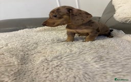 Miniature Dachshund dogs for sale: Miniature dachshund puppies  - Image 10