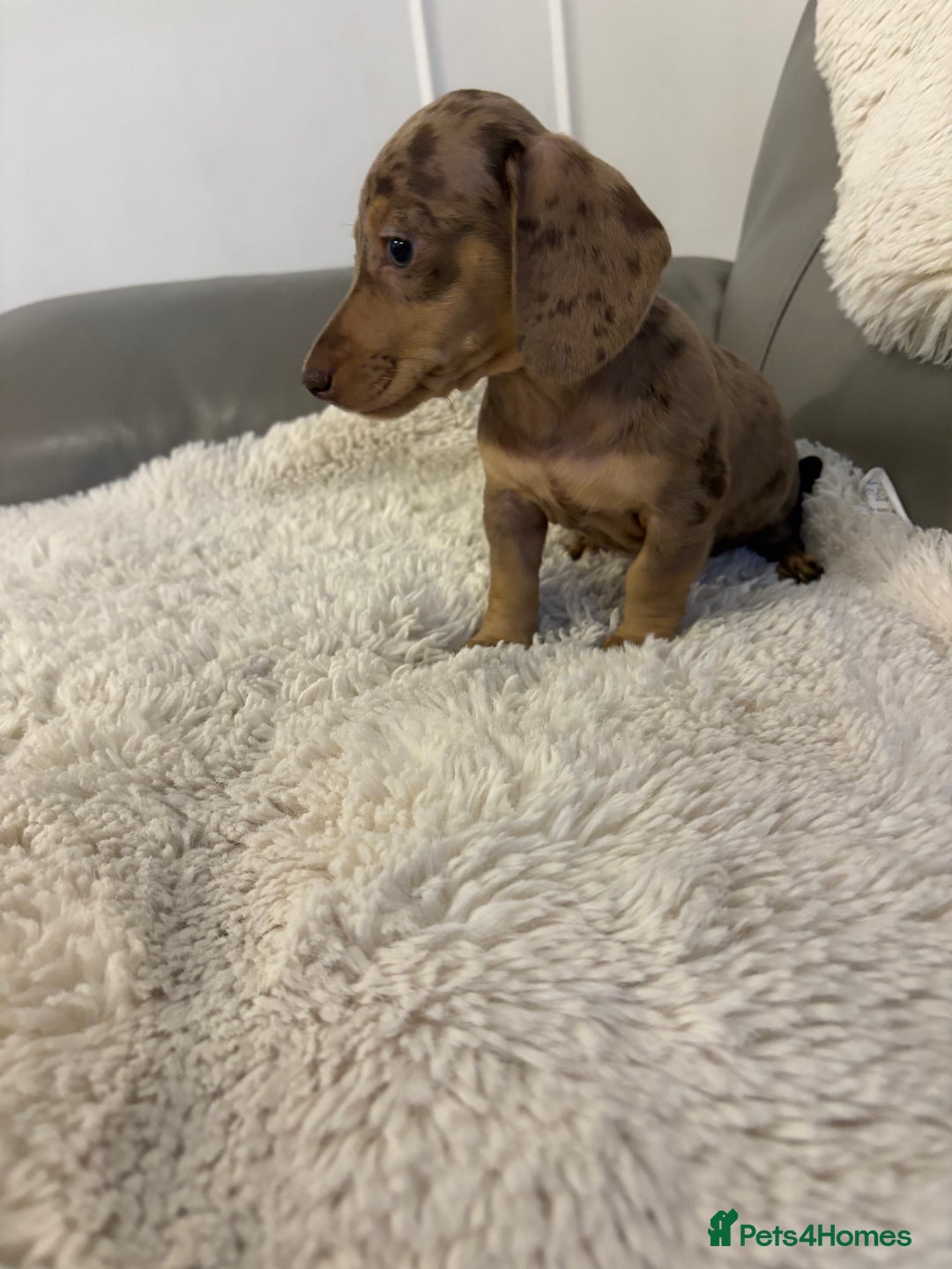 Miniature Dachshund dogs for sale: Miniature dachshund puppies  - Image 10