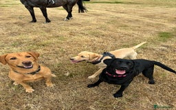 Labrador Retriever dogs for sale: KC Lab puppies - Image 13