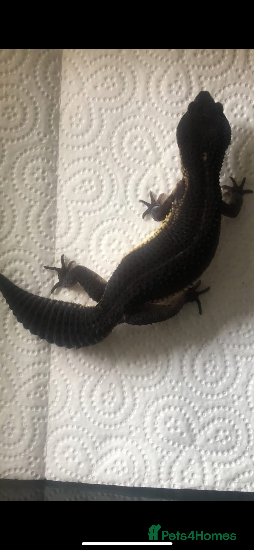 Leopard Gecko reptiles for sale: 3 x pure black night leopard geckos - Advert 9