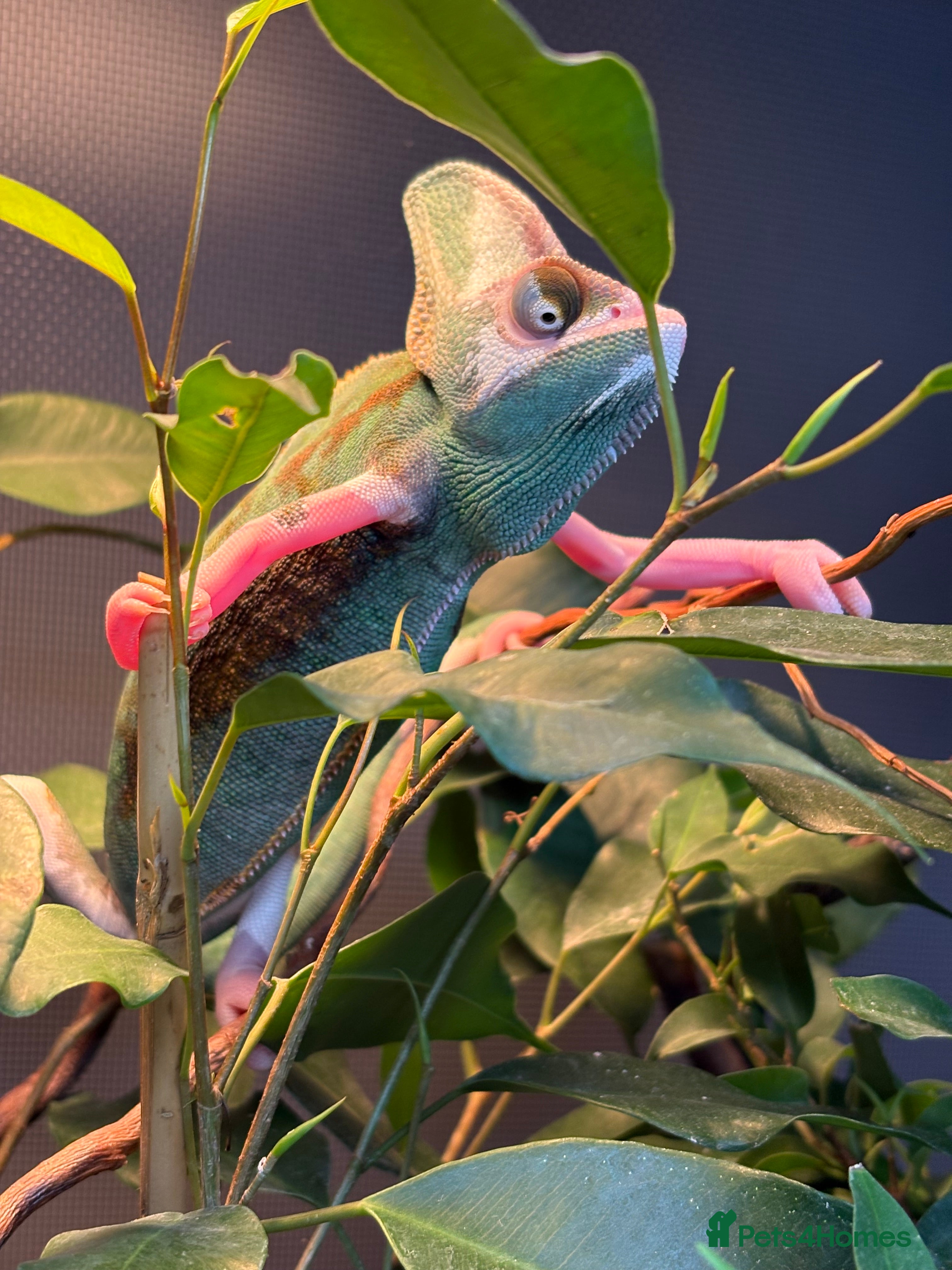 Chameleon reptiles Male 5 month old Yemen (veiled) chameleon with viv - Advert 1