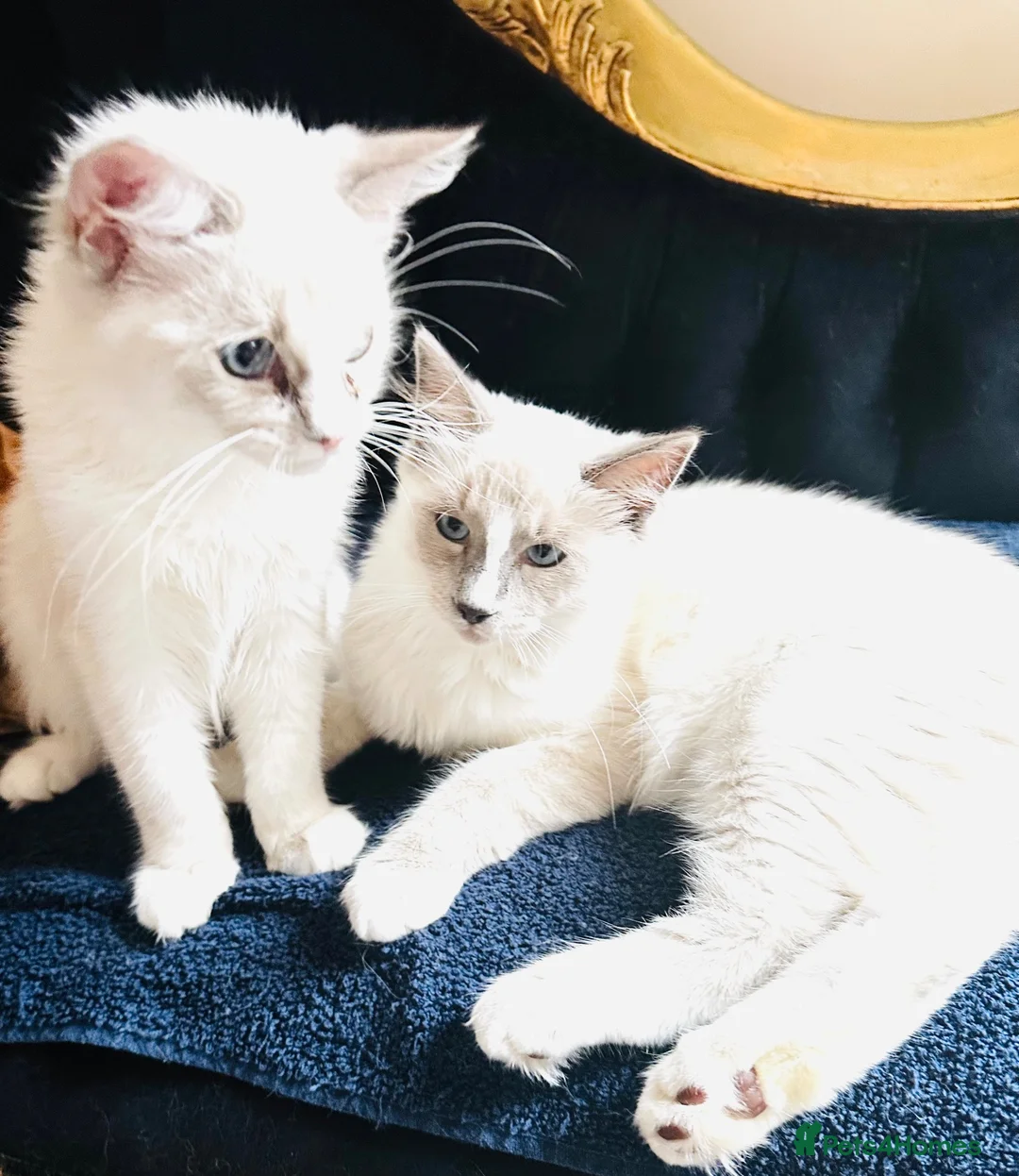 Ragdoll cats for sale: GCCF Registered Ragdolls - Advert 1