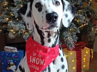 Dalmatian dogs Dalmatian puppies for sale - Advert 16