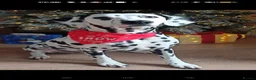 Dalmatian dogs for sale: Dalmatian puppies for sale - Advert 1