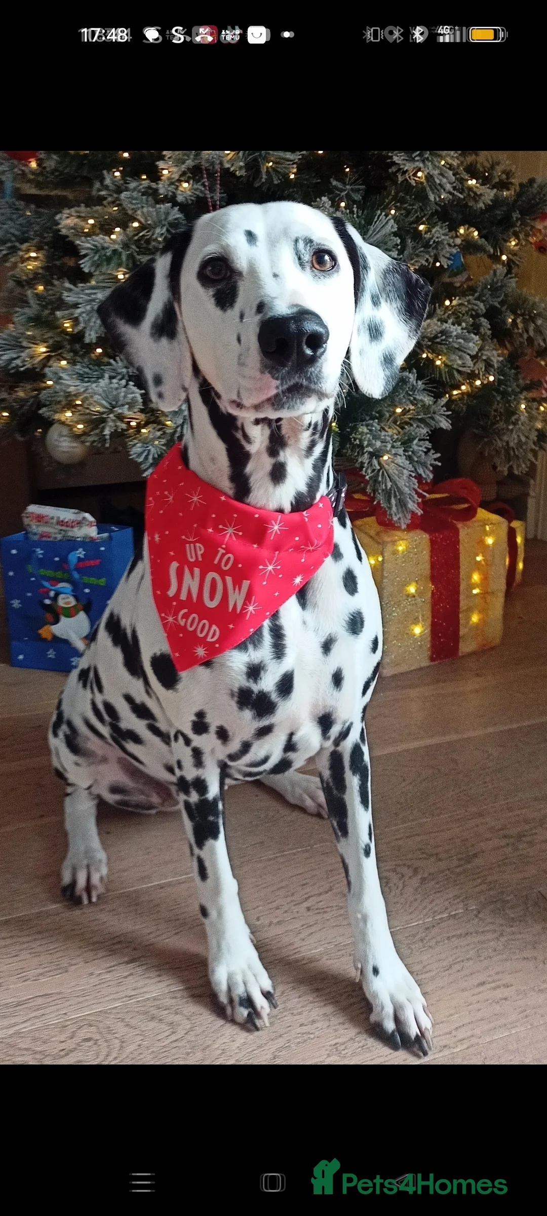 Dalmatian dogs for sale: Dalmatian puppies for sale - Advert 1