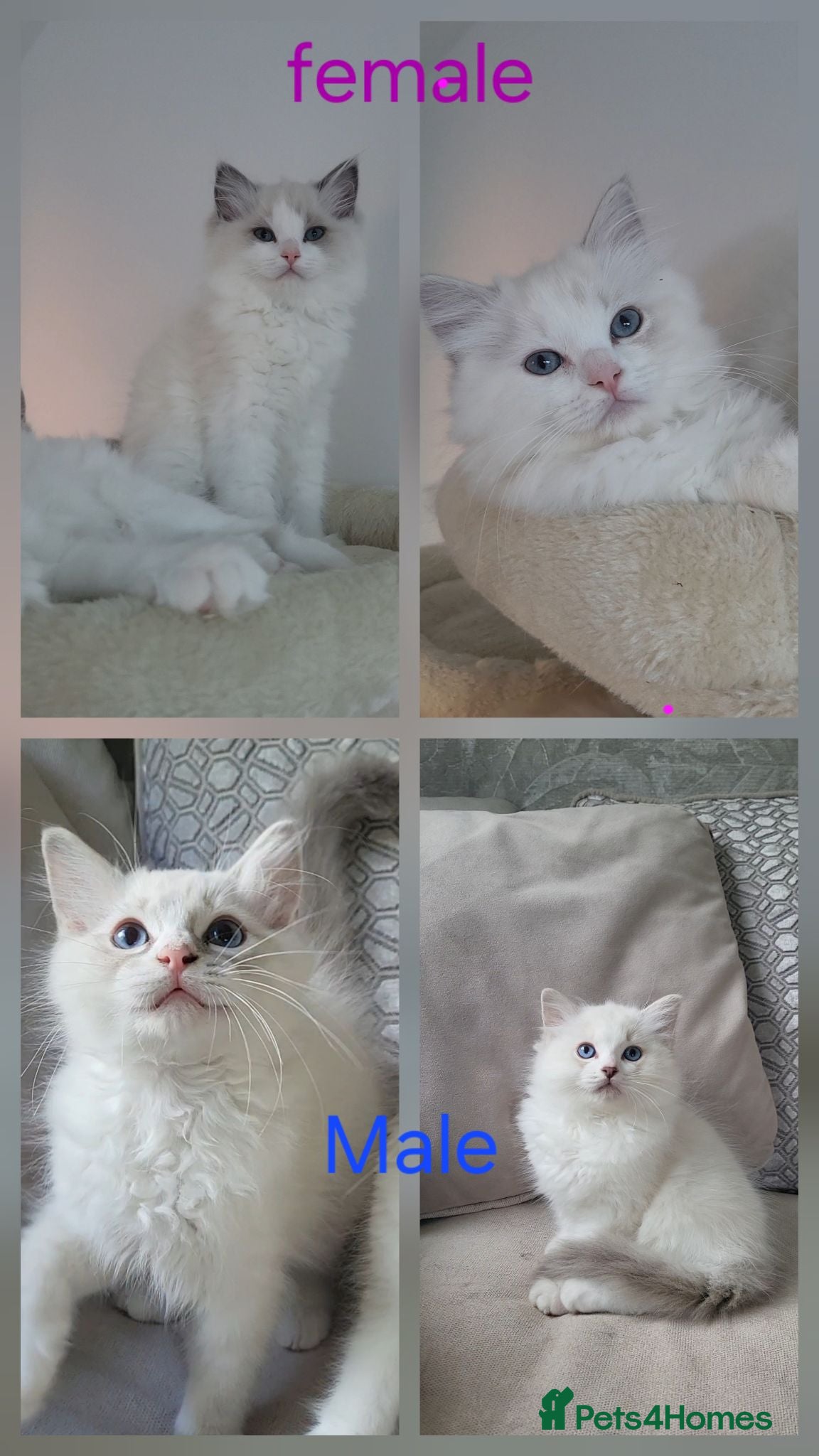 Ragdoll cats Ready to leave, ragdoll babies male and female  - Advert 17