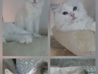 Ragdoll cats Ready to leave, ragdoll babies male and female - Advert 17