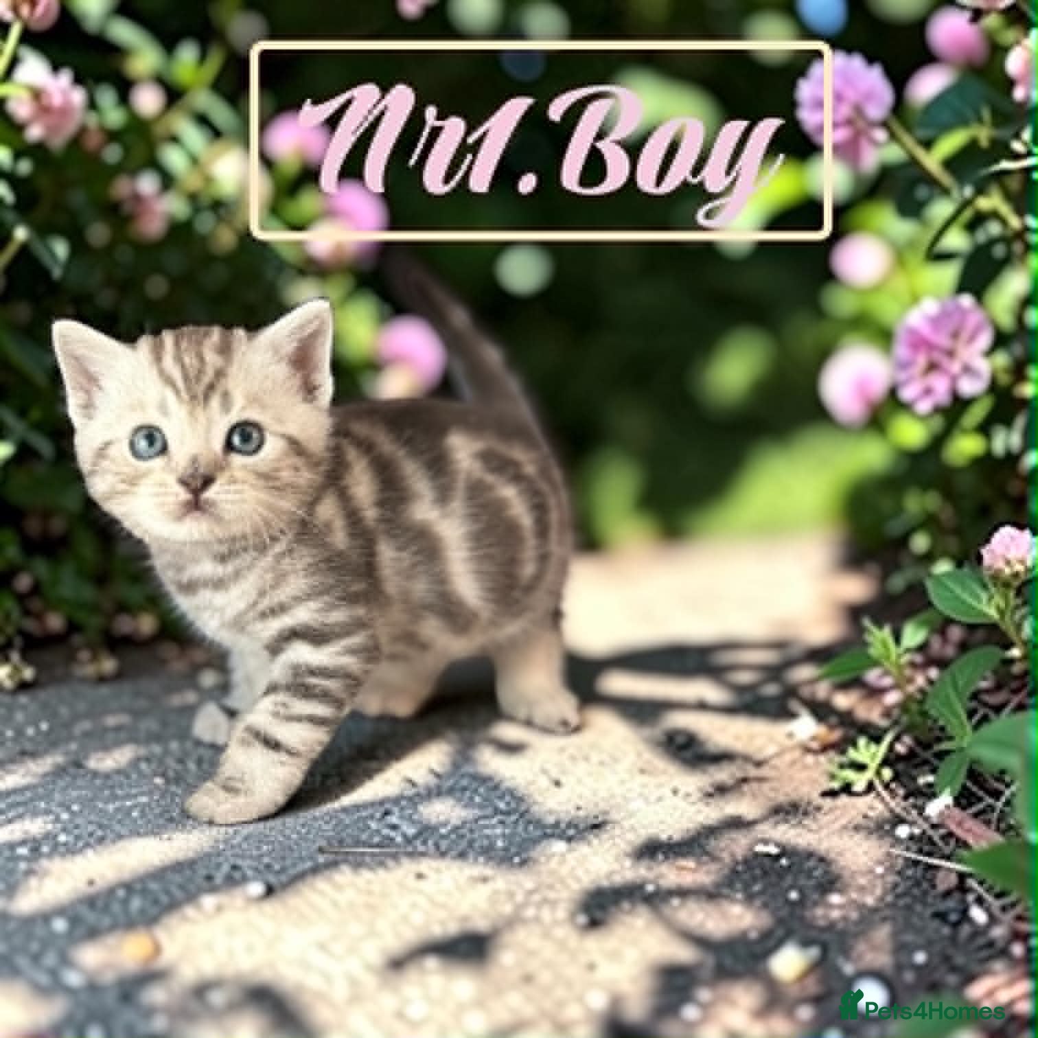 Scottish Fold cats for sale: 6 Pedigree Scottish Fold and Straight Kittens - Advert 4