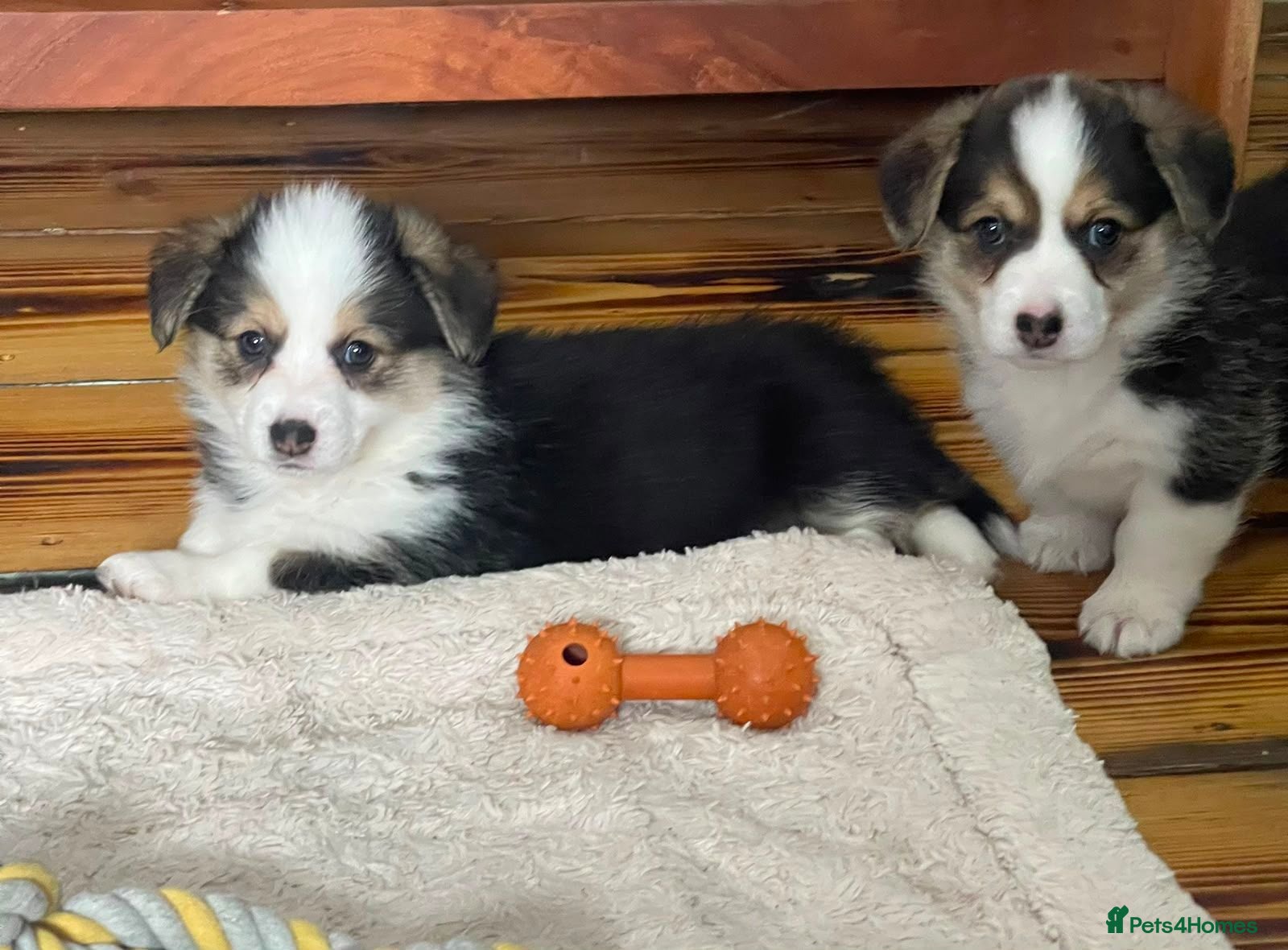 Welsh Corgi Pembroke dogs KC registered health tested parents  - Advert 11