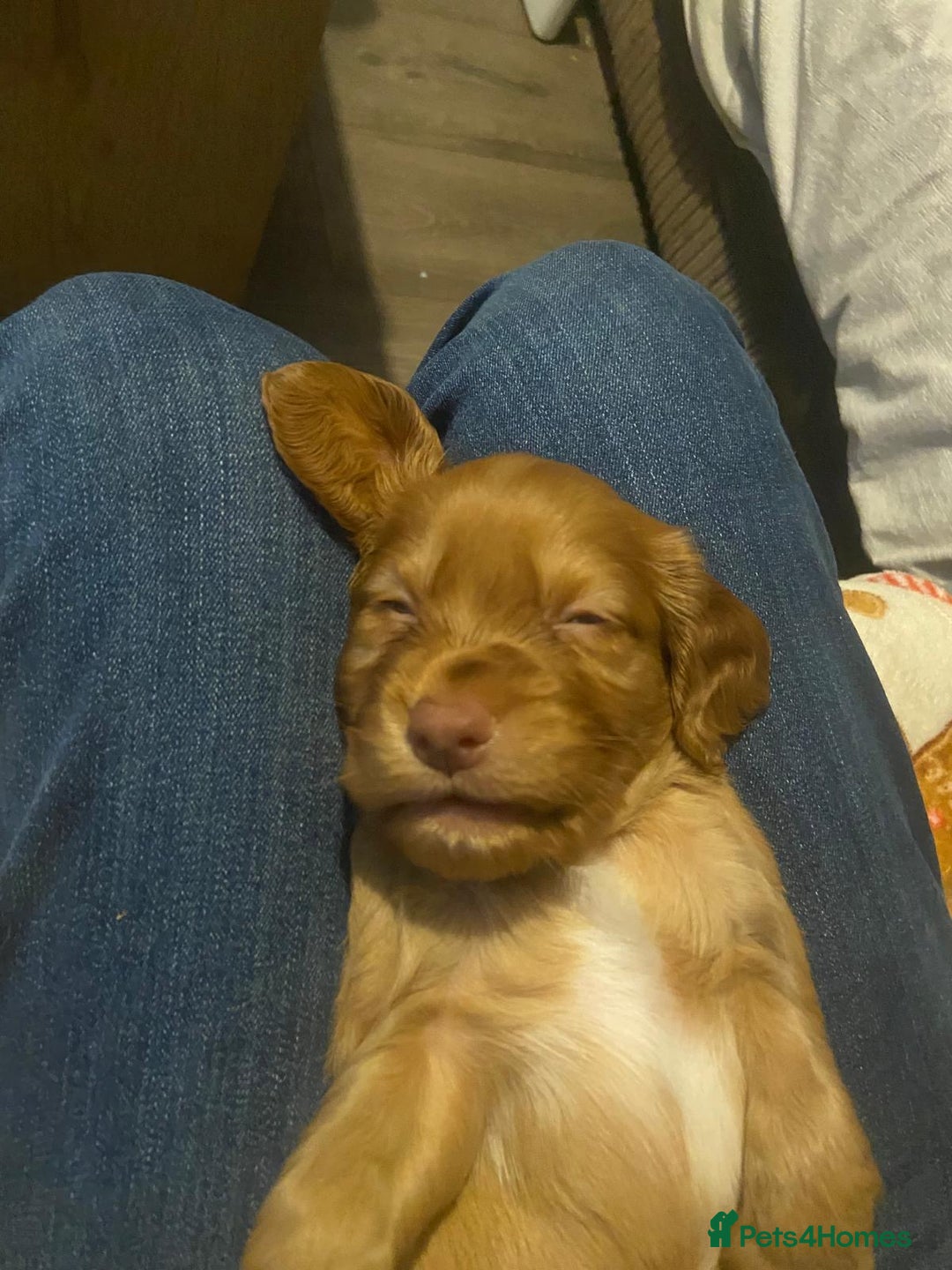 Cocker Spaniel dogs for sale: Lovely spaniels  - Advert 3