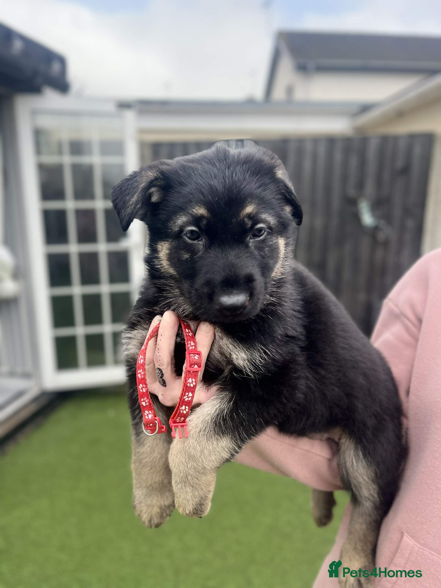 German Shepherd dogs One boy available German Shepherd very big chunky  - Advert 5