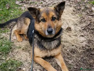 Mixed Breed dogs Saved from traffic, now ready for a Loving Home - Advert 2