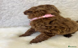 Goldendoodle dogs for sale: Outstanding Quality health tested Goldendoodles  - Image 5