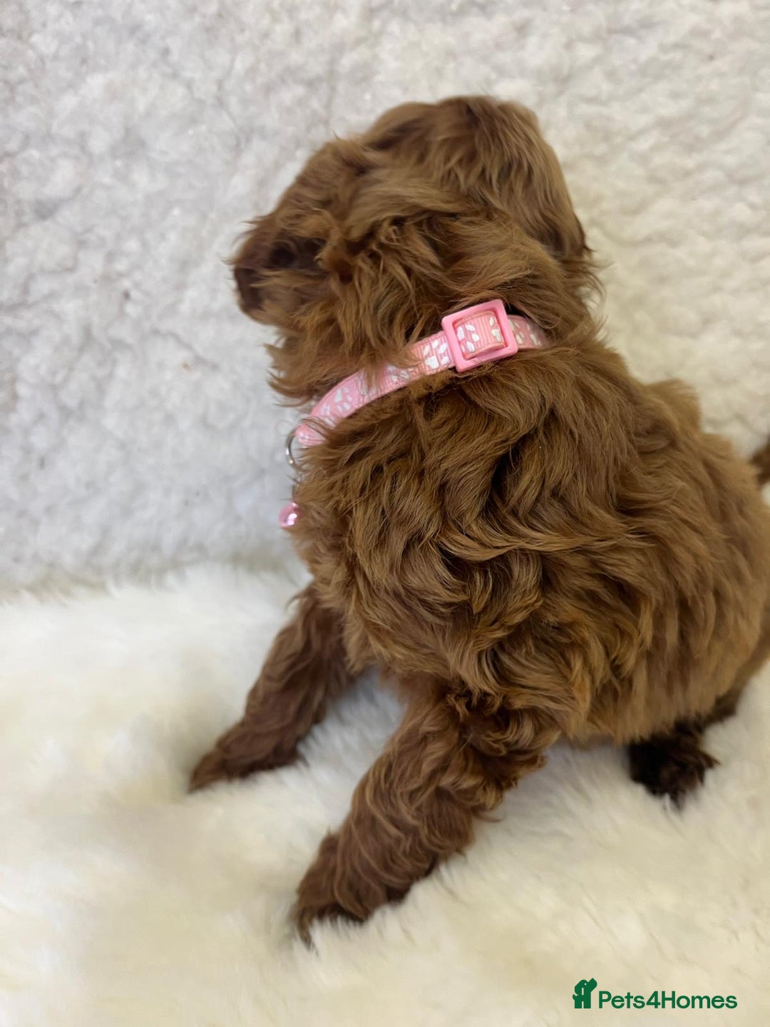 Goldendoodle dogs for sale: Outstanding Quality health tested Goldendoodles  - Image 5
