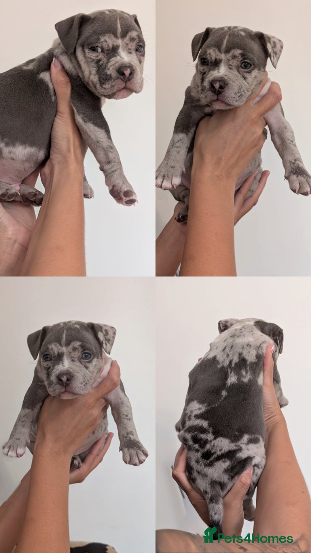 American Bully dogs for sale: Pocket bully pups - Image 7