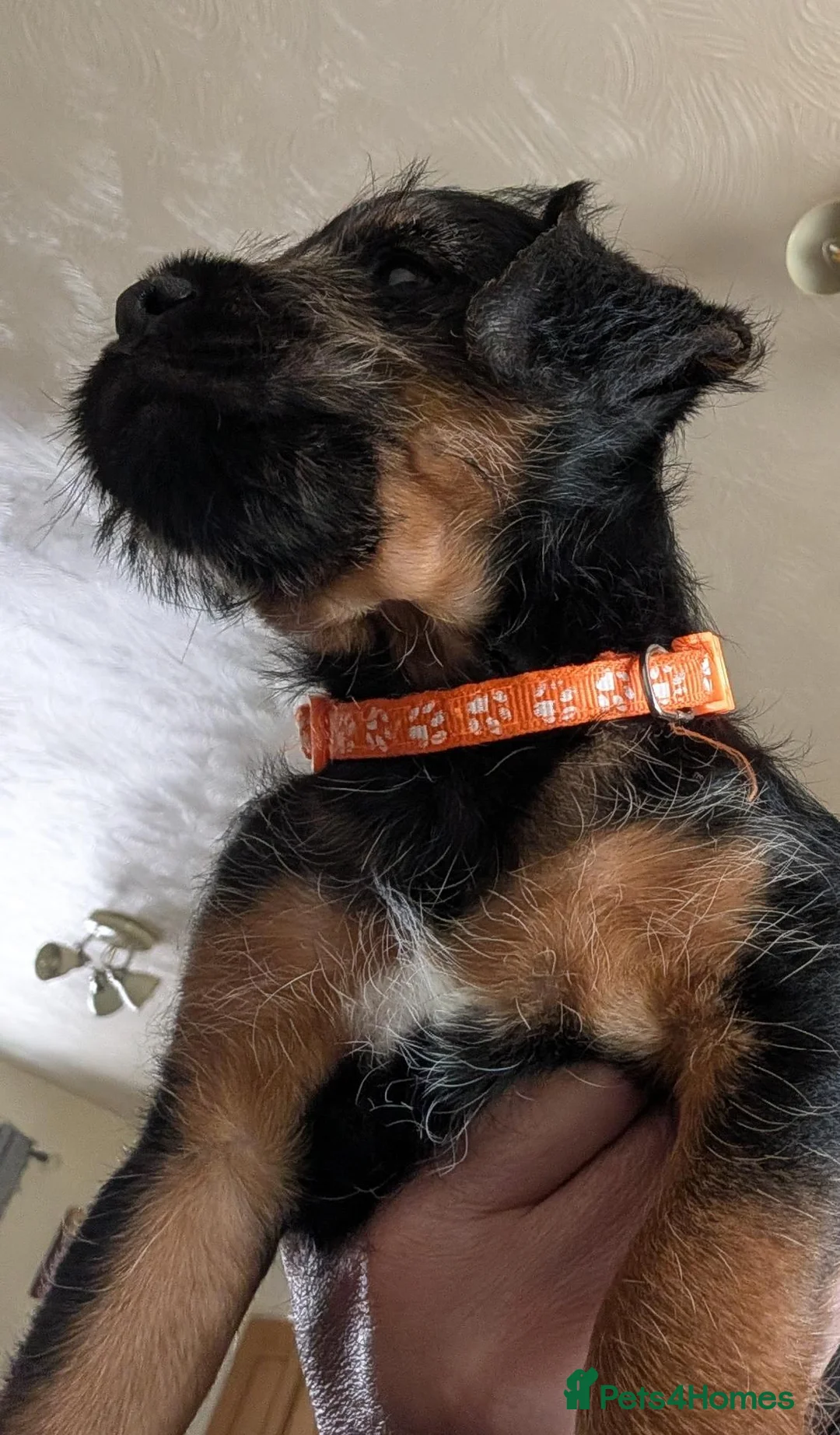 Mixed Breed dogs for sale: Border Lakeland terrier cross  - Advert 9