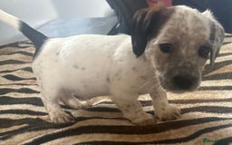 Mixed Breed dogs for sale: Patterdale X cocker spaniel  - Image 19