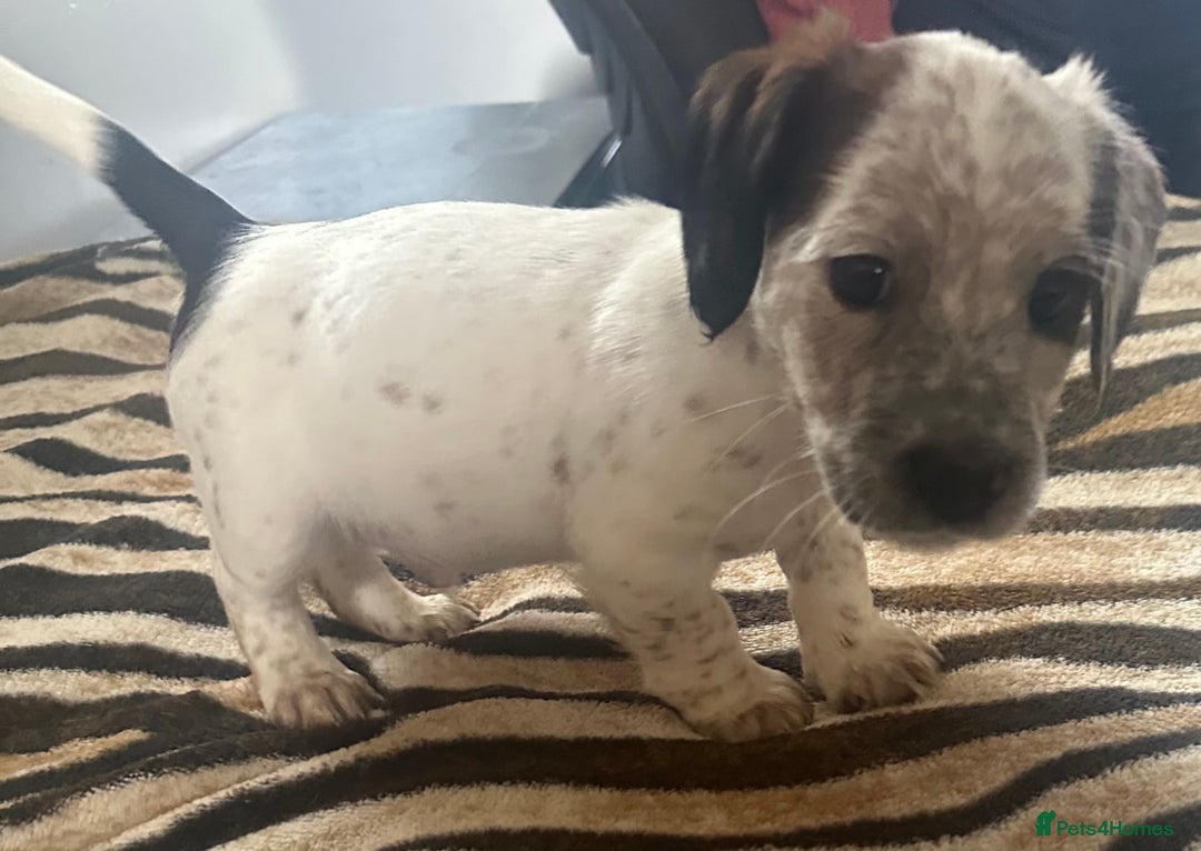 Mixed Breed dogs for sale: Patterdale X cocker spaniel  - Image 19