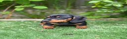 Miniature Dachshund dogs for sale: ⭐️Tiny Health tested mini dachshunds ⭐️ 🦴🐶🐾🐾 - Advert 10