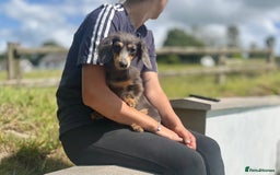Miniature Dachshund dogs for sale: Long Haired Miniature Dachshunds - READY NOW!! - Image 22