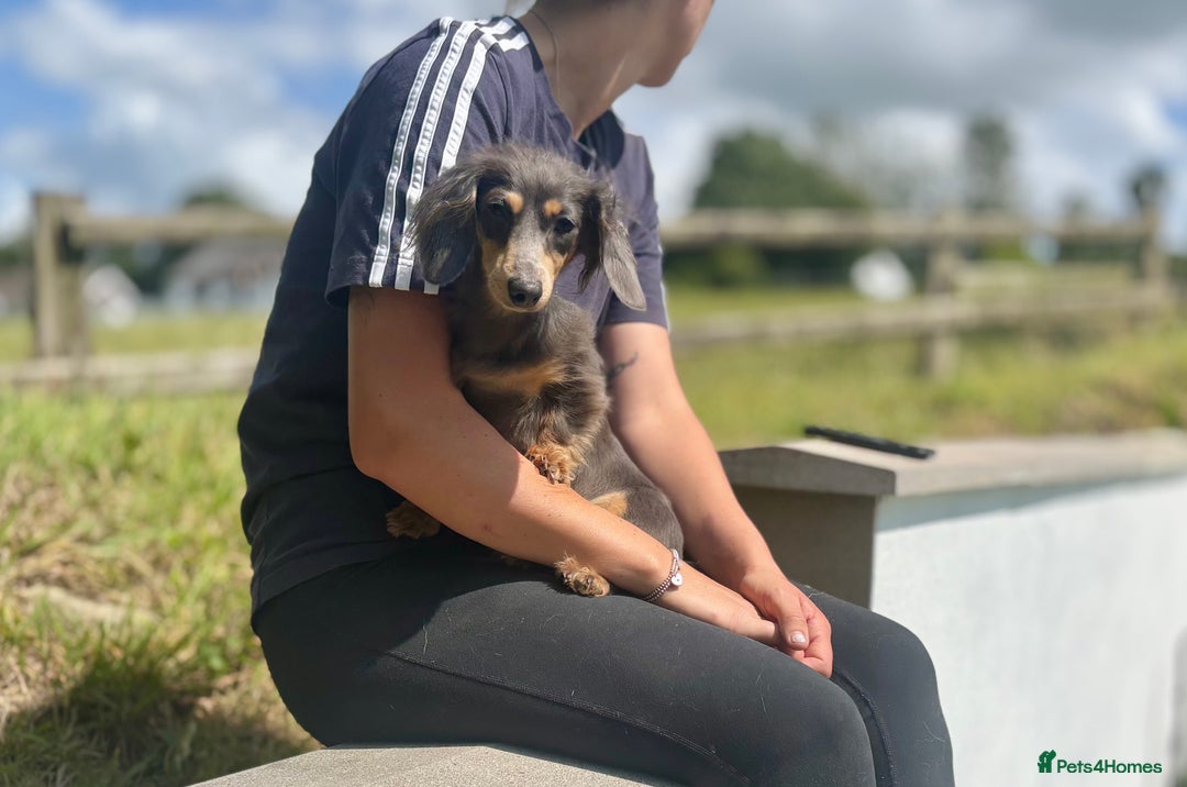 Miniature Dachshund dogs for sale: Long Haired Miniature Dachshunds - READY NOW!! - Image 22
