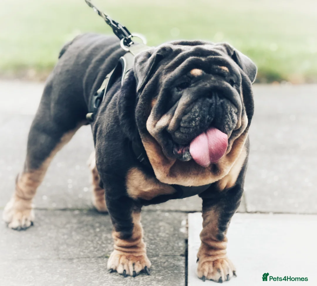English Bulldog dogs for stud: REGGIE ( MAIN MAN KNUCKLES ) - Advert 1