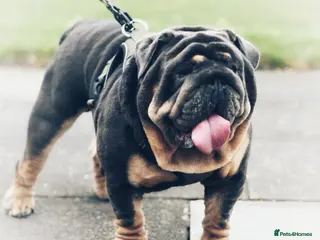 English Bulldog dogs REGGIE ( MAIN MAN KNUCKLES ) - Advert 6