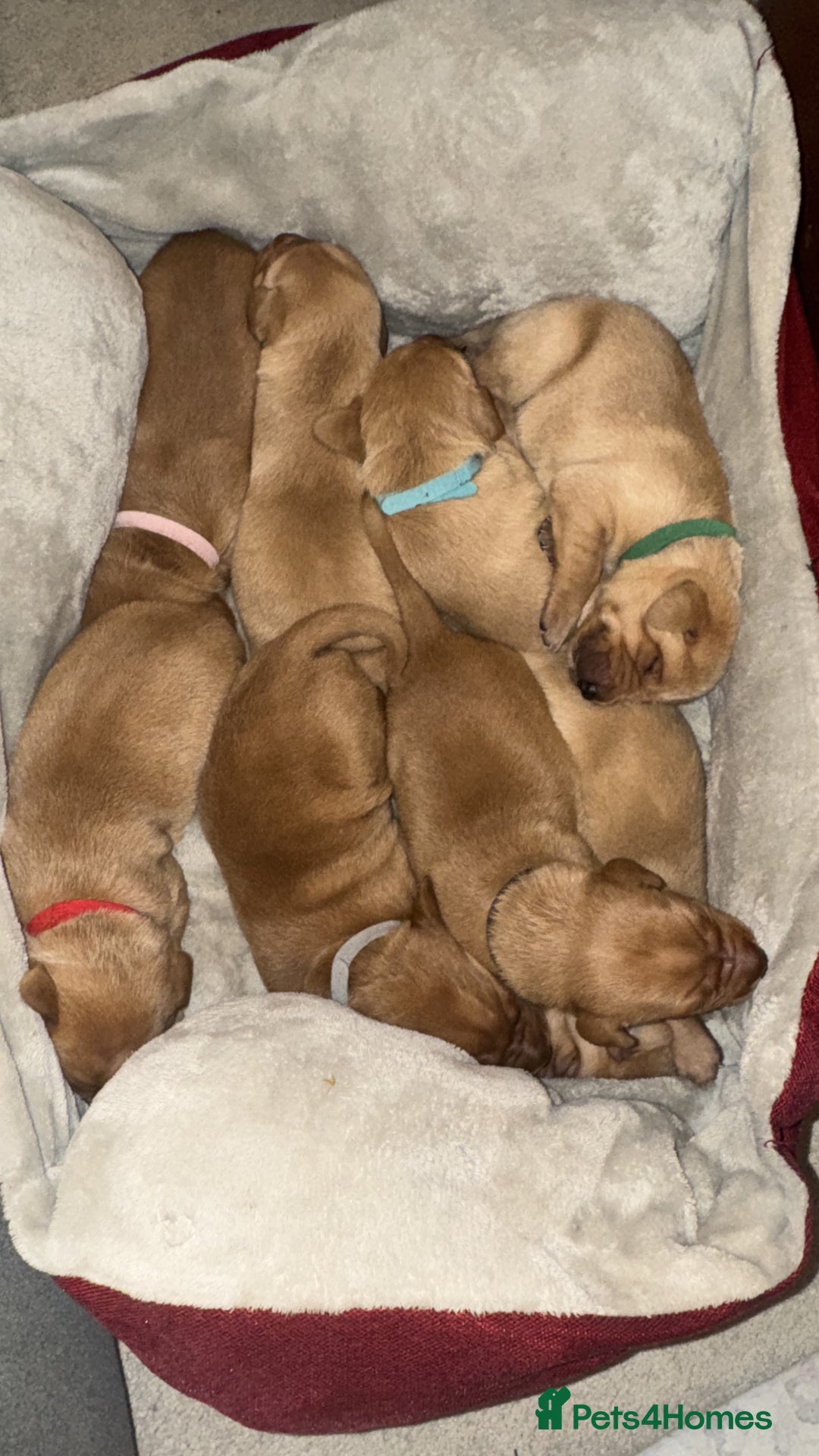 Labrador Retriever dogs for sale: ✨ Stunning 5 Male & 3 Female Fox Red Lab Puppies - Advert 4