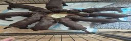 Sprocker dogs for sale: Working Sprocker Chocolate Puppies for sale - Advert 4
