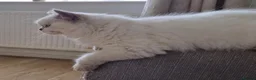 British Shorthair cats for sale: Lilac point boy British Shorthair Longhair - Advert 4