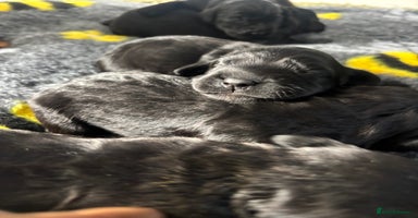 Cocker Spaniel dogs - Advert 4