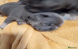 French Bulldog dogs for sale: 🐾 Adorable French Bulldog Puppies for Sale 🐾 - Image 10