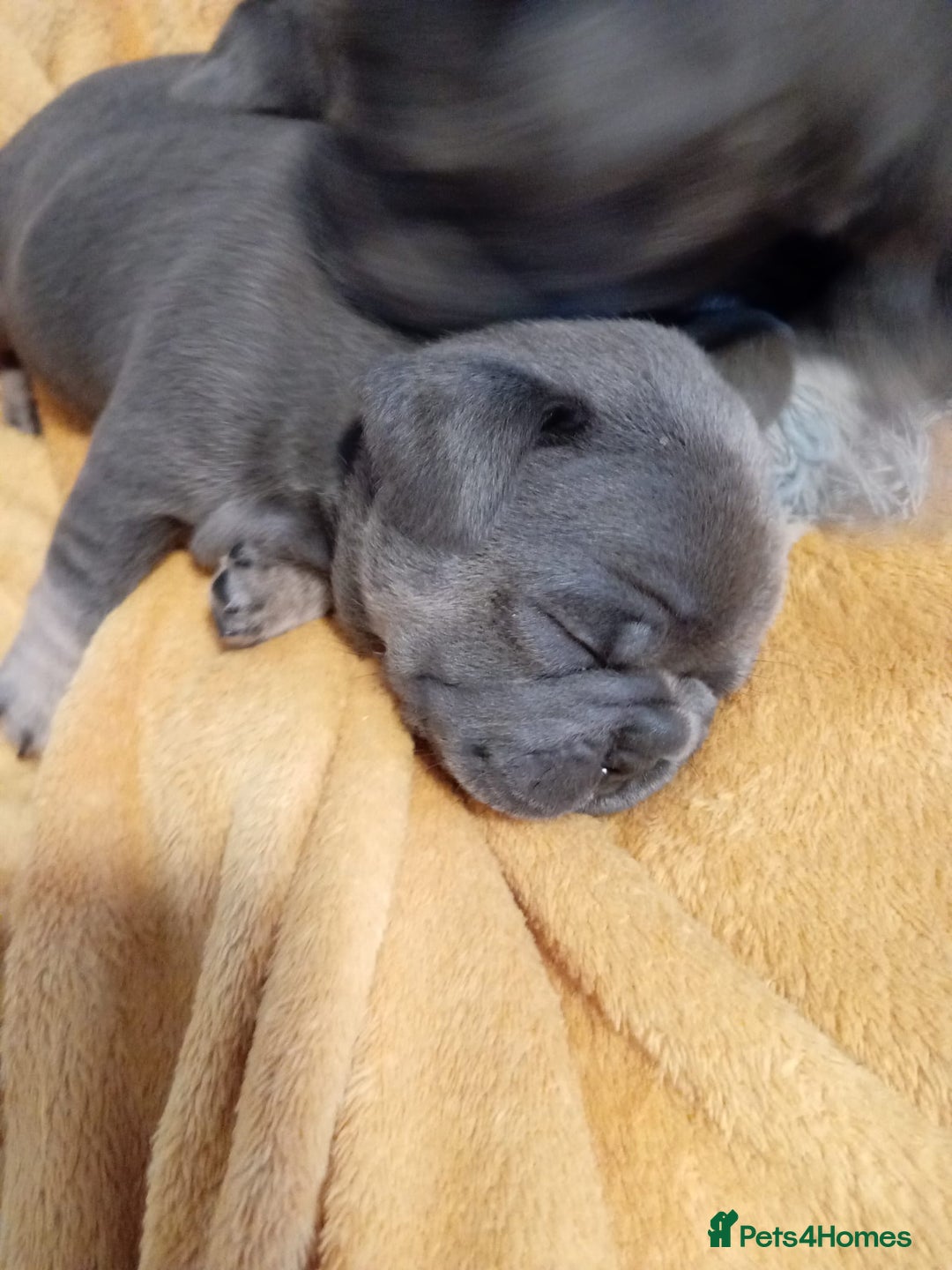 French Bulldog dogs for sale: 🐾 Adorable French Bulldog Puppies for Sale 🐾 - Image 10